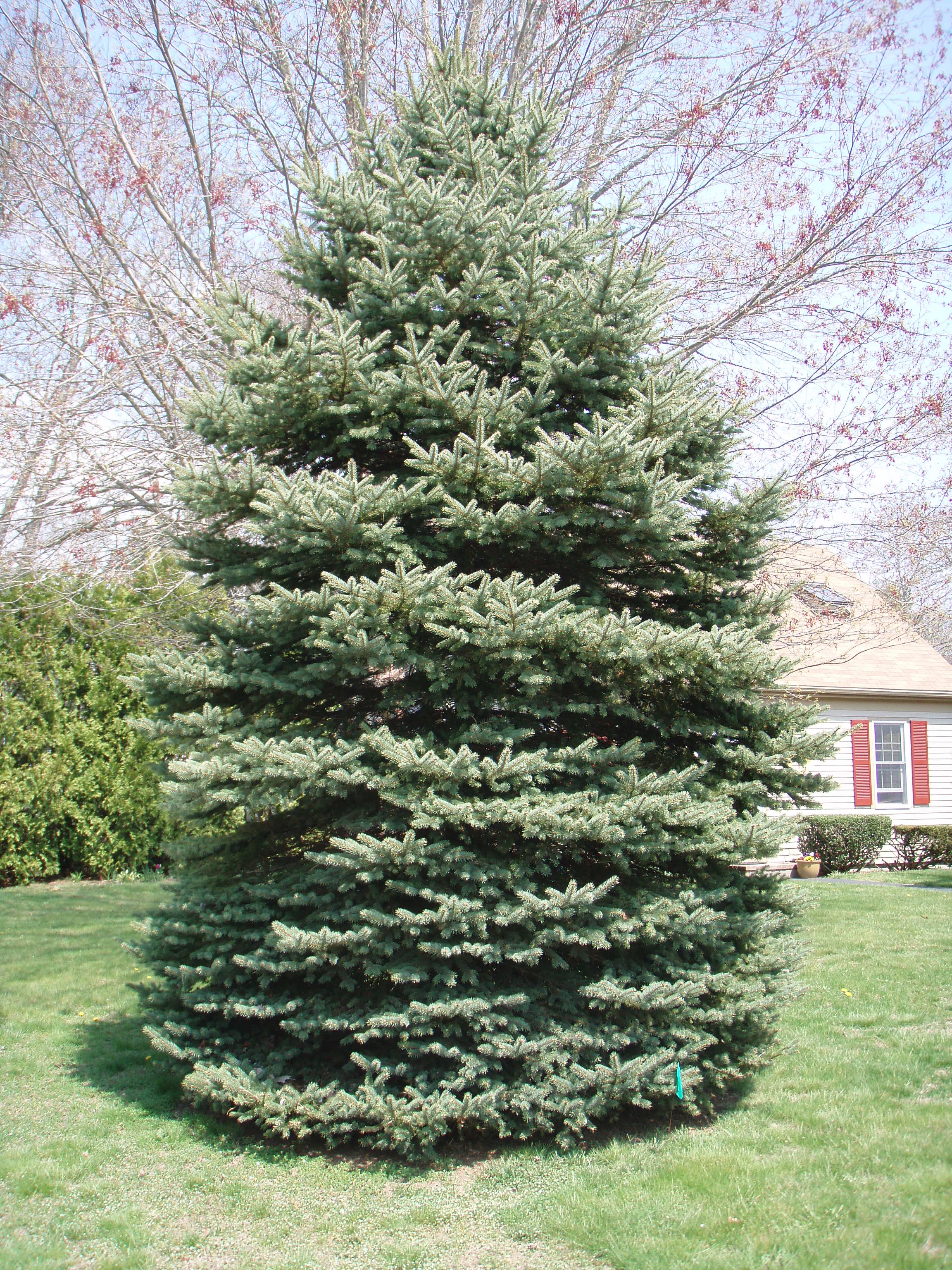 Blue Spruce 20 feet tall 10-foot spread