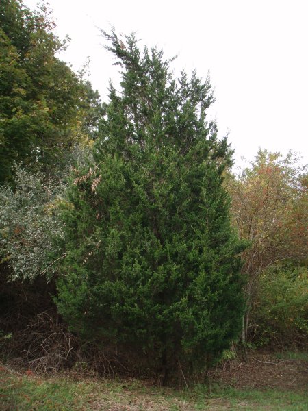 Eastern Red Cedar 18 feet tall 9-foot spread